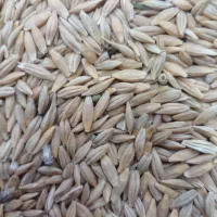 جو محلی|خوردنی و آشامیدنی|اندیکا, |دیوار