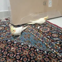 یک جفت عروس هلندی مولد روی تخم