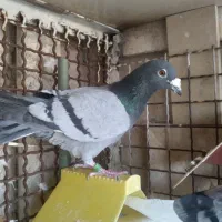 گوشی موبایل باکفتر نر