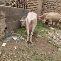 بز‌سانن‌بابز‌غاله