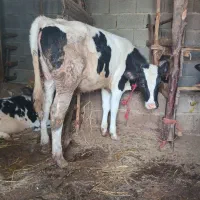 فروش دوراس تلیسه ماده