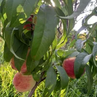 باغچه الوان