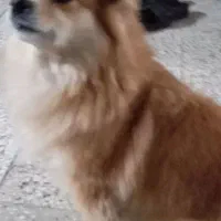سگ پاور