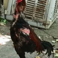 خروس نژاد دار