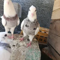 کبوتر