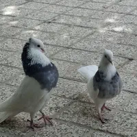 طوقی