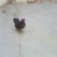 دوتا مرغ سوزنی لری اصل یهمرغ مشکی چهل تاج۶ملیون