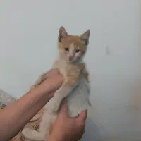 واگذاری بچه گربه ناز و ملوس