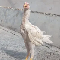 خروس لاری افغان