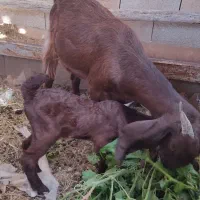 بزدرجه یک مخصوص داشت همراه بایه کهره نر یک ماهه