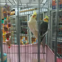 عروس هلندی گمشده