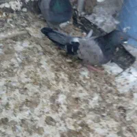 هفت تا کبوتر خوش رنگ سالم پرشی وسیاه