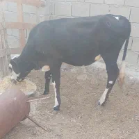 گاو ماده