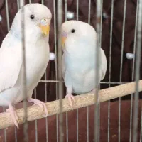 دوعدد مرغ عشق با قفس