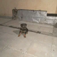توله سگ‌ژرمن