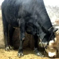 گاو فروشی