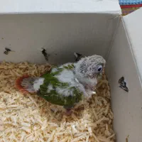 گرینچک راهب ملنگو مولد همه روهم