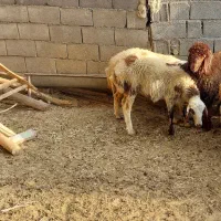 بره نر