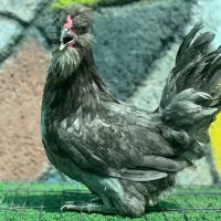 مرغ و خروس زینتی
