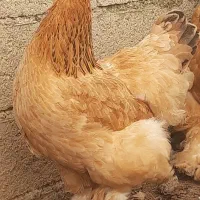 مرغ بالغ برهما اصل رومانی برای تکثیر