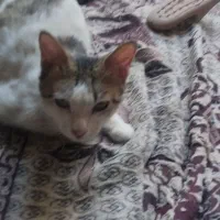 گربه|گربه|زابل, |دیوار
