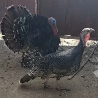 بوقلمون برنزه انگلیسی محلی