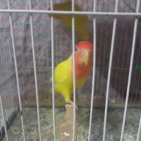کوتوله  صورت هلویی جفت