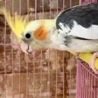 دو عدد عروس هلندی مولد ۳ ساله با قفس و لونه