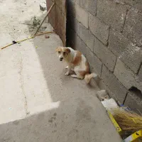 سگ پاپی