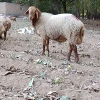 قوچ بزری
