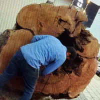 درخت چنار ۷۰۰ساله کم یاب