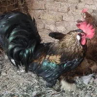 خروس