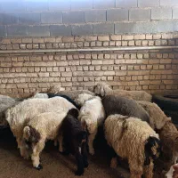 میش و بره