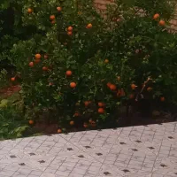 فروش خانه