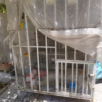 قفس ،فنچ،مرغ عشق،قناری