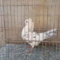 کفتر نر کاکلی