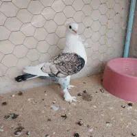 بلژیکی عروسک و پشتدار