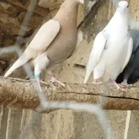 کبوتر