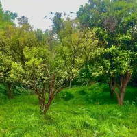 زمین شهرکی سند تکبرگ