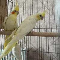 عروس هلندی