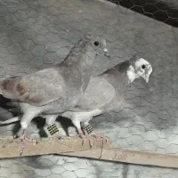 مفلق دونسته