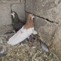 کبوتر جفتی