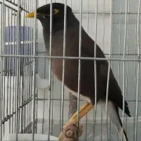 مرغ مینا