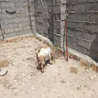 فروش بزکهره دار وکهره نر