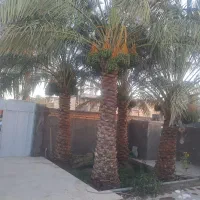 یک-واحد-مسکونی-در-خواجه-عسکر
