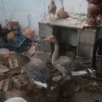 غاز محلی و مرغ برهما تخم گذار و جوجه