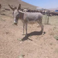 الاغ گله جوان