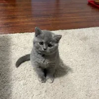 بچه گربه بلو