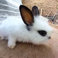 بچه خرگوش خوشگل و خاص برای آدمهای لاکچری و خاص