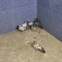 کفتر|پرنده|اهواز, نادری|دیوار